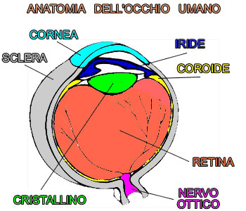02-anatomia_occhio